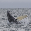 260718 humpback breach
