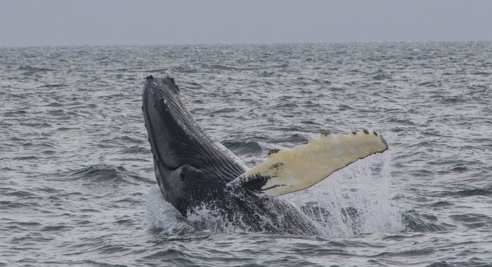 260718 humpback breach