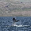 260718 humpback lobtail