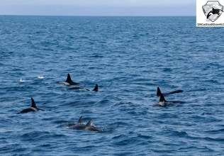 Two groups of orcas in Breiðafjörður