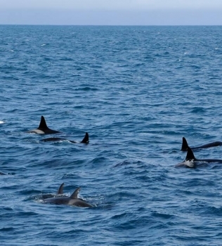 Two groups of orcas in Breiðafjörður