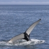 270718 humpback tail