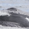 270718 lunge feeding humpback