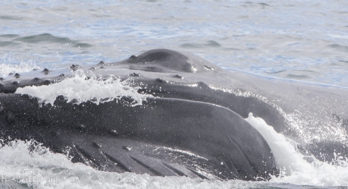 270718 lunge feeding humpback