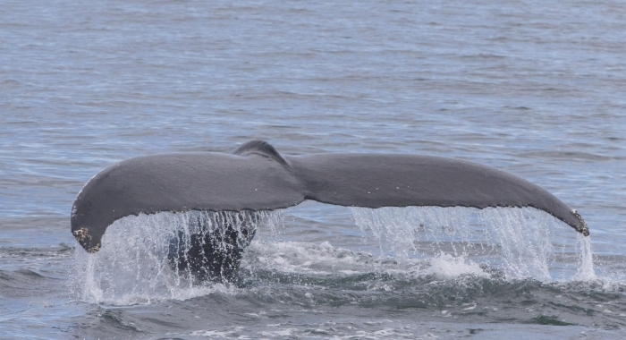 270718 nice humpback tail