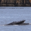 270718 open mouth humpback 2
