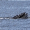 270718 open mouth humpback 3