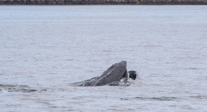 270718 open mouth humpback