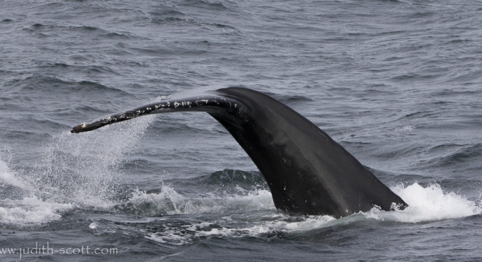 270818 humpback fluke