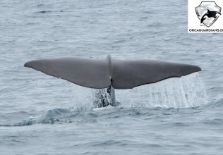 Sperm whale sighting