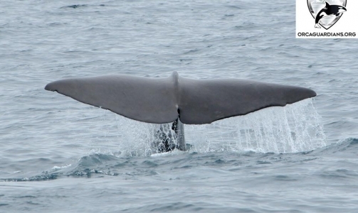 Sperm whale sighting