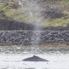 280618 humpback close to shore
