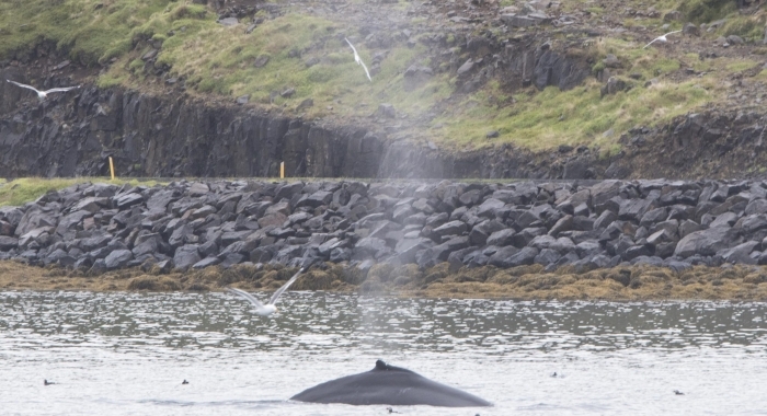 280618 humpback close to shore