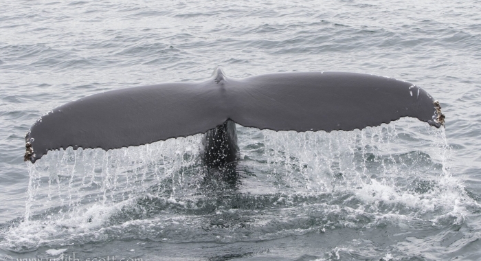 280718 big humpback whale tail