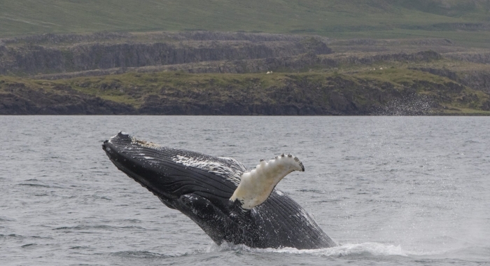 280718 humpback breach