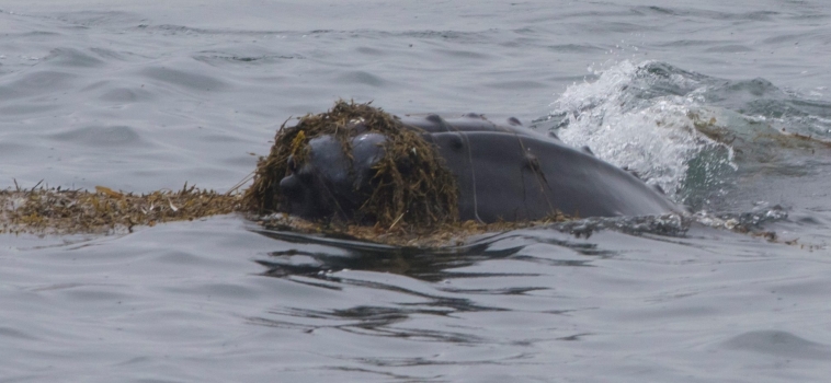 The humpbacks of Hólmavík