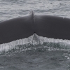 280718 humpback tail