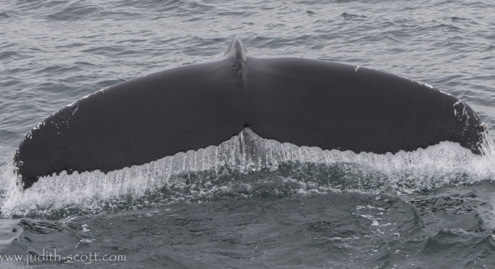 280718 humpback tail