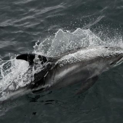 Group of white-beaked dolphins!