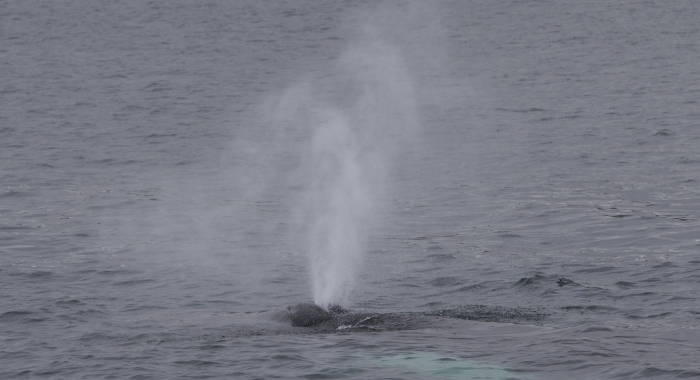 290618 humpback blow close up