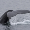 290618 humpback tail close