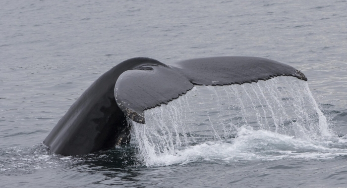 290618 humpback tail close
