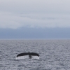 290618 humpback tail