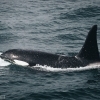 2907 orca