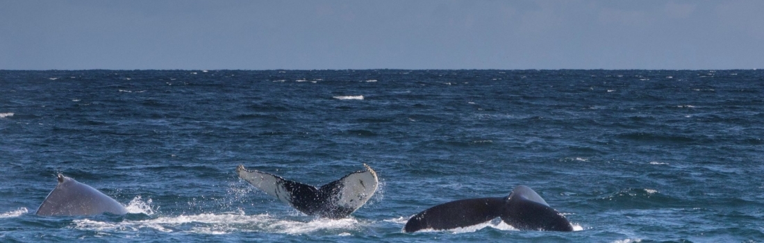 29/08/2018: Three species on both tours out of Ólafsvík and Hólmavík