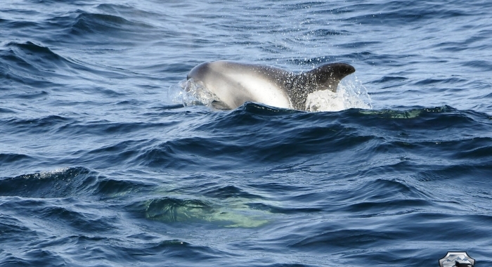 290818 dolphin Olafsvik