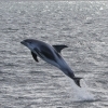 290818 leaping dolphin