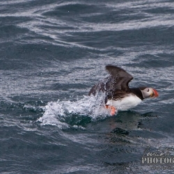 Puffins and seals