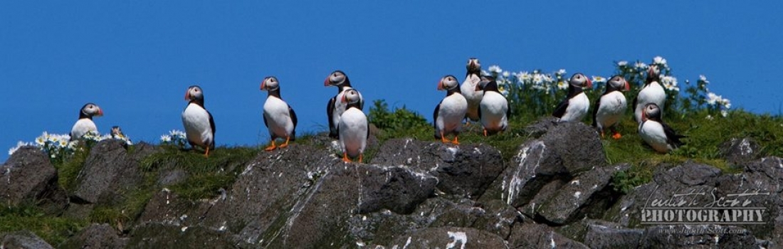 Our Puffin Season is here!
