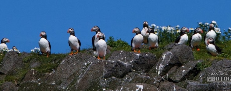 Our puffin season is here!