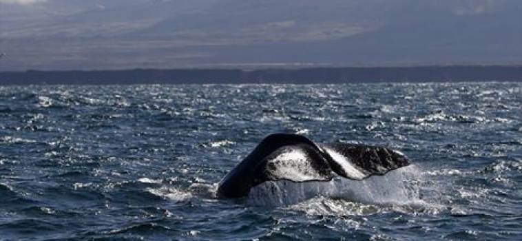 Sperm whale day on both tours