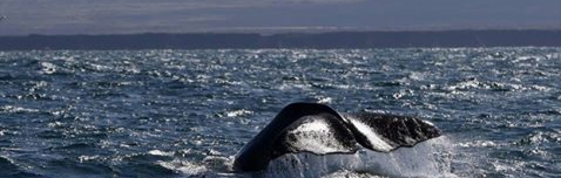 Sperm whale day on both tours