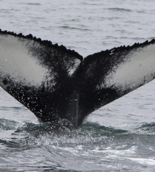 Lots of tails and a curious humpback