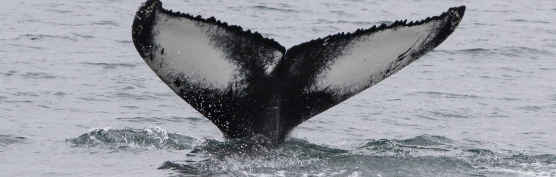 Lots of tails and a curious humpback