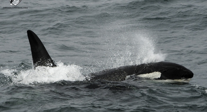 3007 orca 3
