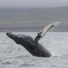 whale watching in the Westfjords