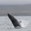 300718 humpback breach WM