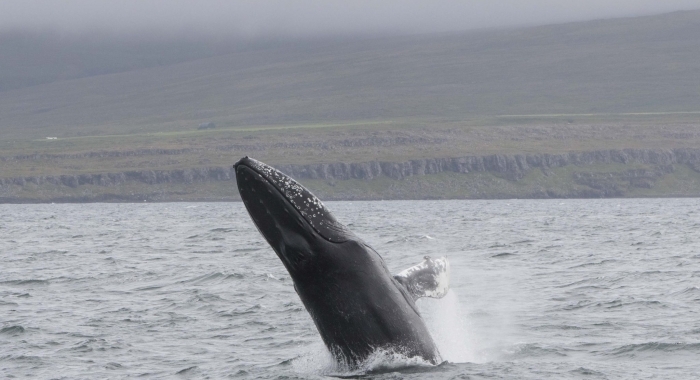 300718 humpback breach WM
