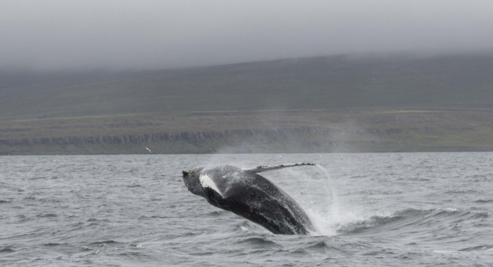 300718 humpback whale breach