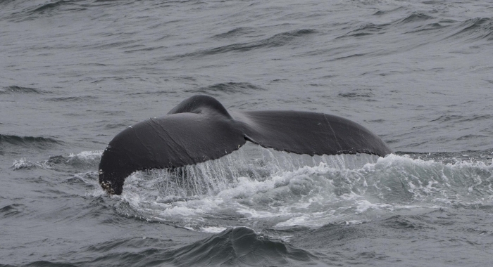 300718 humpback whale fluke