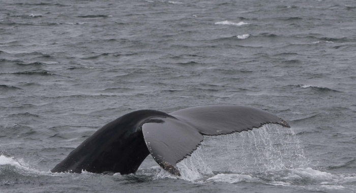 300718 humpback whale tail