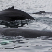 More whales than passengers out of Hólmavík and of course no other boats with the whales!