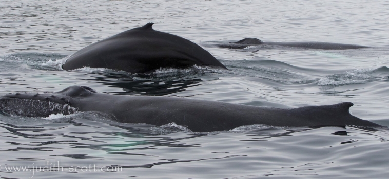 More whales than passengers out of Hólmavík and of course no other boats with the whales!