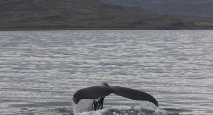300818 humpback tail