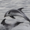 300818 leaping dolphins 2