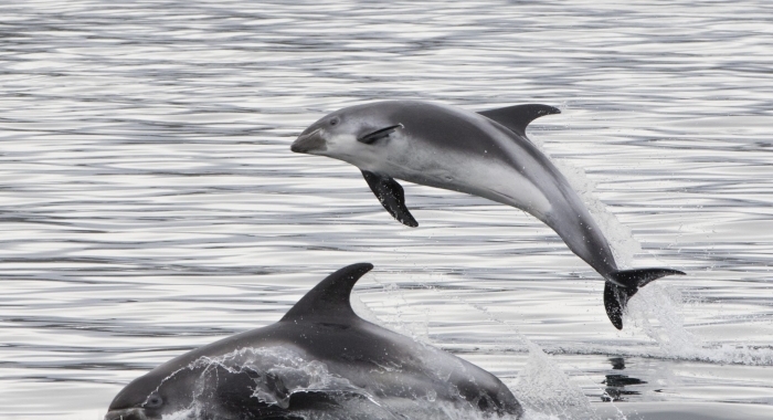 leaping dolphins in snaefellsnes